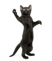 Black kitten standing on hind legs, reaching, pawing up