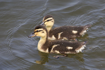 Funny little ducklings swim in the pond.