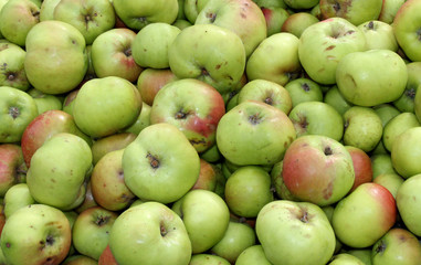 A Collection of Windfall Apples Freshly Harvested.