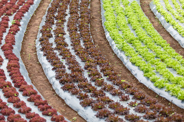 Curved organic vegetable field