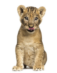 Lion cub sitting, licking, 7 weeks old, isolated on white