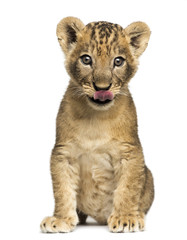 Fototapeta na wymiar Lion cub sitting, licking, 7 weeks old, isolated on white