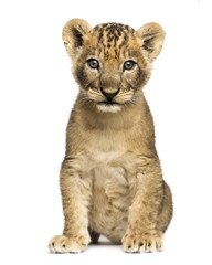 Fototapeta na wymiar Lion cub sitting, looking at the camera, 7 weeks old, isolated