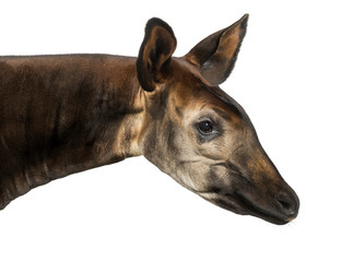 Close-up of an Okapi profile, Okapia johnstoni, isolated