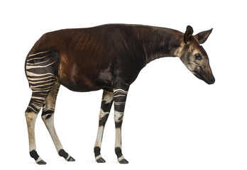Side view of an Okapi standing, looking down, Okapia johnstoni,