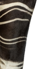 Close-up of an Okapi's fur, Okapia johnstoni, isolated on white