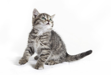 cat sits and looks