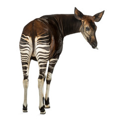 Rear view of an Okapi, looking back, sticking its tongue