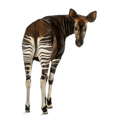 Rear view of an Okapi, looking back at the camera - obrazy, fototapety, plakaty