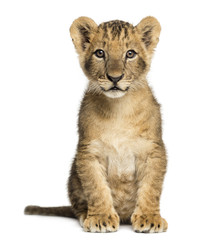 Obraz premium Lion cub sitting, looking at the camera, 10 weeks old, isolated