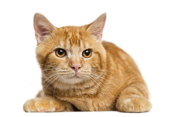 Front view of a Mixed-breed ginger cat looking away