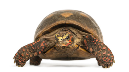 Obraz premium Front view of a Red-footed tortoise, Chelonoidis carbonaria