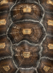 Naklejka premium Close-up of an African Spurred Tortoise's carapace