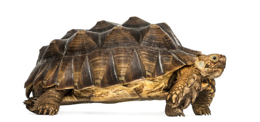 Side view of an African Spurred Tortoise standing
