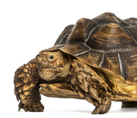 Close-up of an African Spurred Tortoise looking at the camera