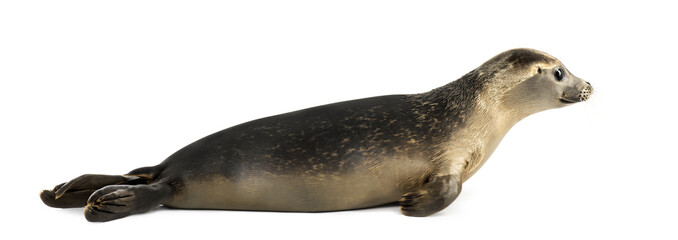 Side view of a Common seal lying, Phoca vitulina, 8 months old - obrazy, fototapety, plakaty