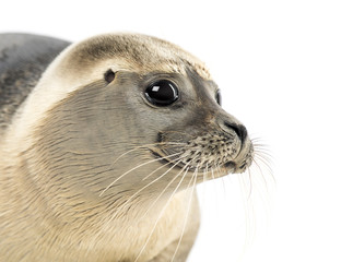 Close-up of a Common seal, Phoca vitulina, 8 months old © Eric Isselée
