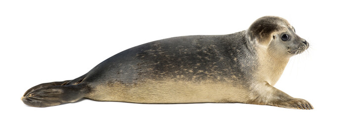 Side view of a Common seal lying, 8 months old, isolated