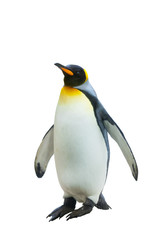 Naklejka premium Pingwiny cesarskie. na białym tle