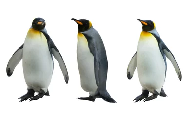 Foto op Plexiglas Pinguïn Drie keizerlijke pinguïns op een witte achtergrond