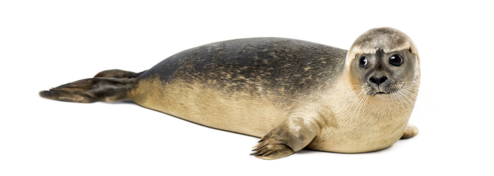 Common seal lying, Phoca vitulina, 8 months old, isolated