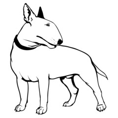 Bull terrier