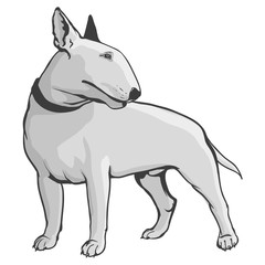 Bull terrier