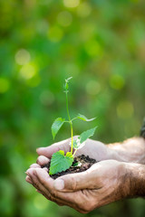 Young plant in hands against green background