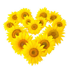 sunflowers in shape of heart isolated on white