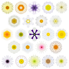 Fototapeta premium Huge Selection of Various Concentric Mandala Flowers Isolated