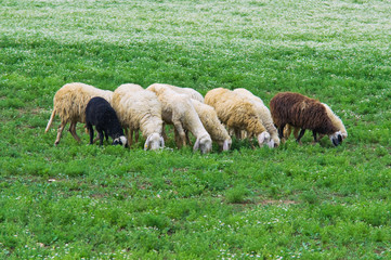 Obraz premium Herd of sheep.