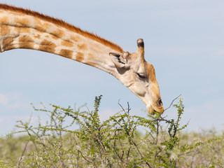 Giraffe in Etosha, Namibia © michaklootwijk