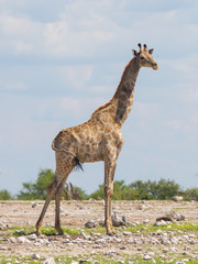 Giraffe in Etosha, Namibia