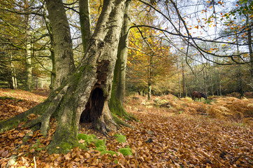 Autumn in the New Forest
