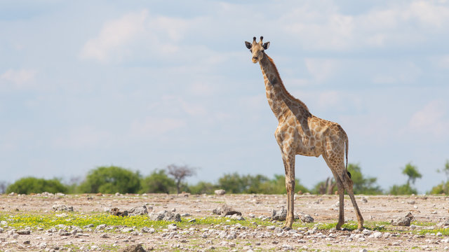 Giraffe in Etosha, Namibia