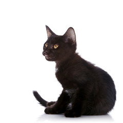 The black kitten sits on a white background.
