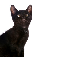 Portrait of a black kitten.