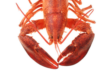 Lobster