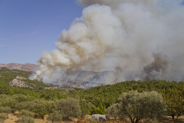 a forest fire