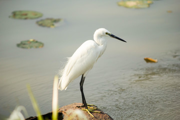 White egret in the Rama 9 garden Thailand