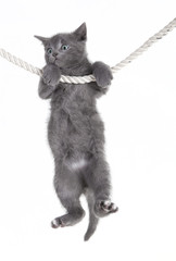 gray cat hanging on rope - 60235311
