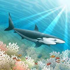 Obraz premium The shark floats over a coral reef