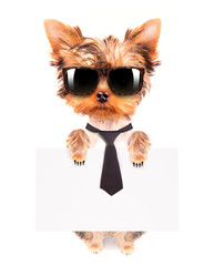 business dog holding banner