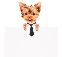 business dog holding banner