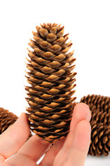 Fir cone in hand on white background