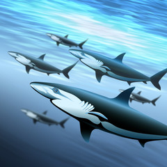 The sharks patrol