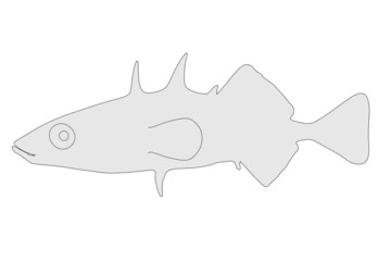 cartoon illustration of fish animal