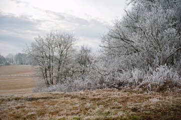 Frosty winter landscape