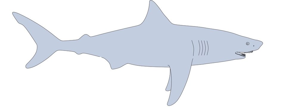 cartoon image of shark animal