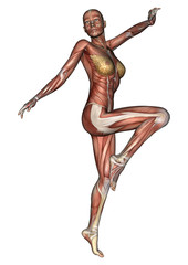 Female Anatomy Figure